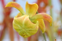 Sarracenia flava 'cuprea' -- Gelbe Schlauchpflanze 
